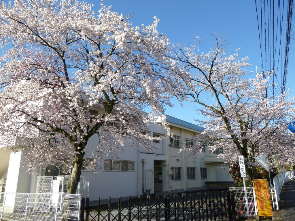 道沿いの桜.JPG